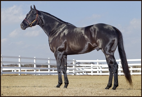 PANTHER MONTAIN