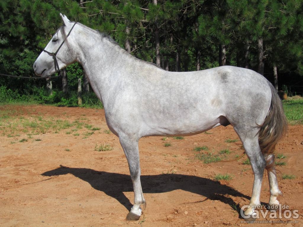 QUAZAR DO RANCHO DAS PEDRAS