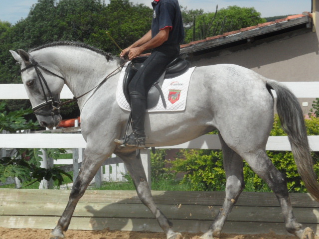 XAVIER DO CASTANHEIRO