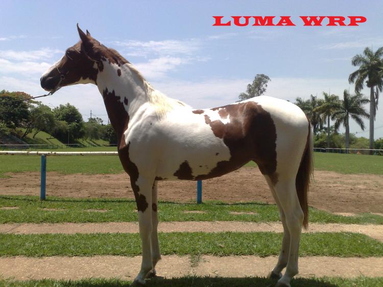 LUMA WRP