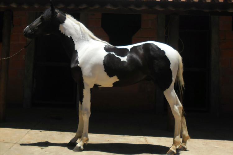 LEOPARDO RO