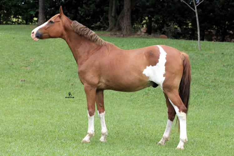 IMPERADOR ASM