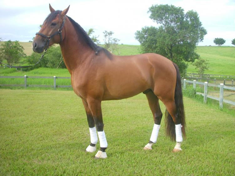 ESTILO SANTANA