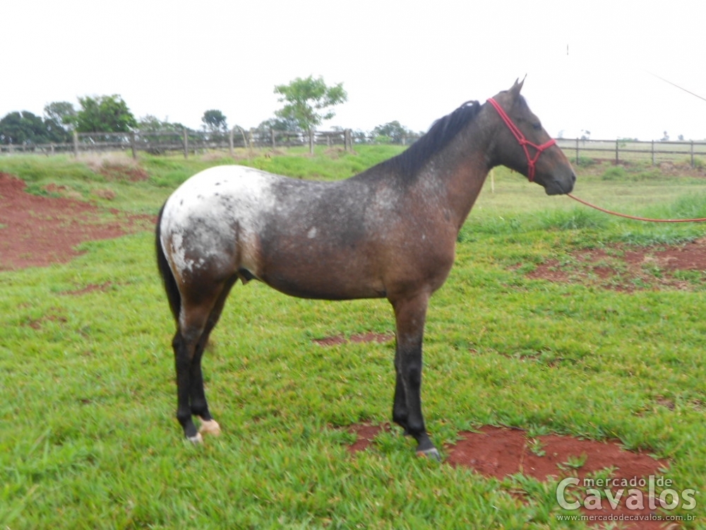 COMANCHE DA MARCHA PICADA