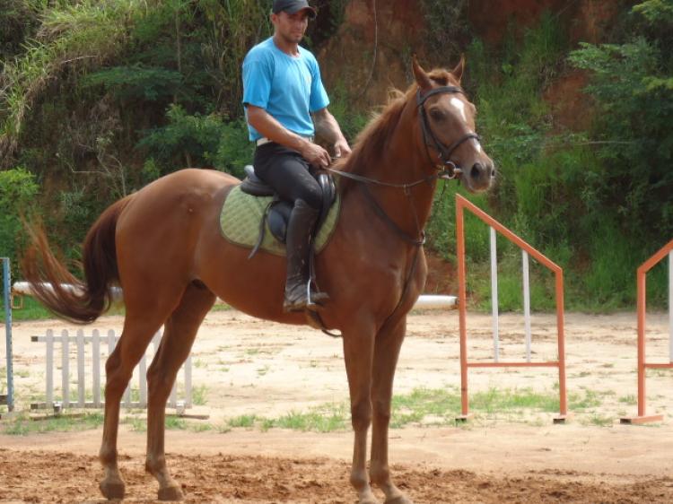 MEL SILVESTRE