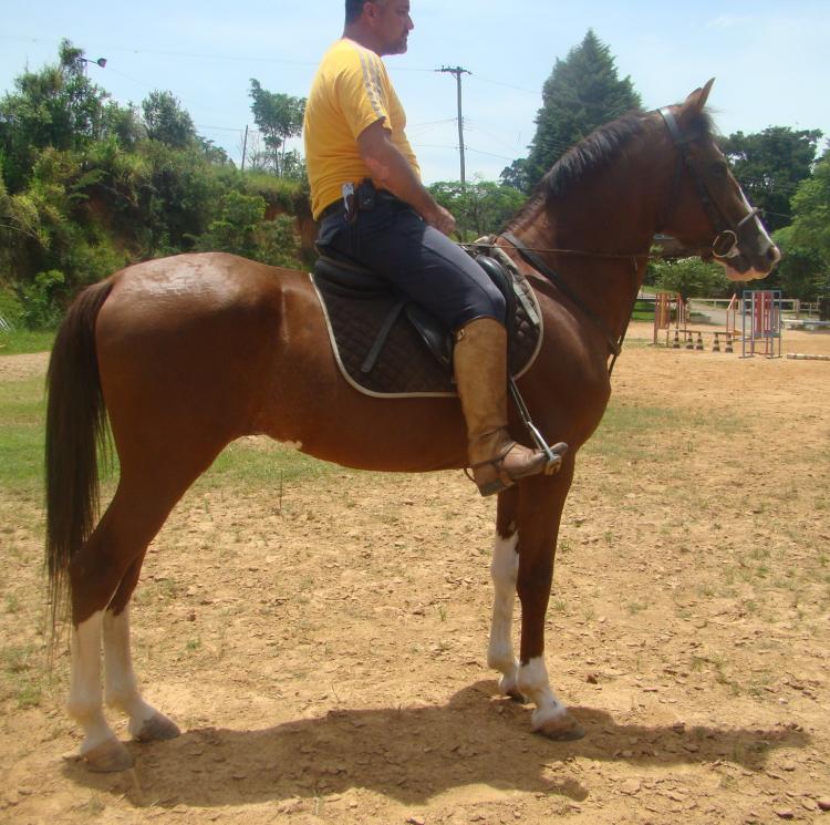 GUTI V.H.C