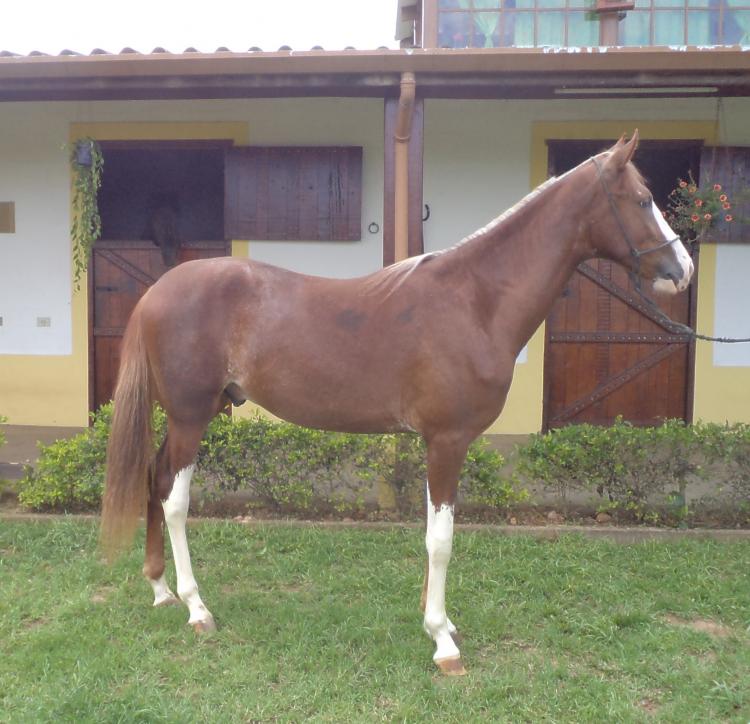 URIEL DA NORMA