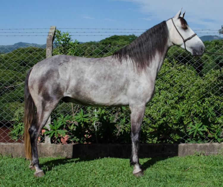 QUARUP DOS TACHOS