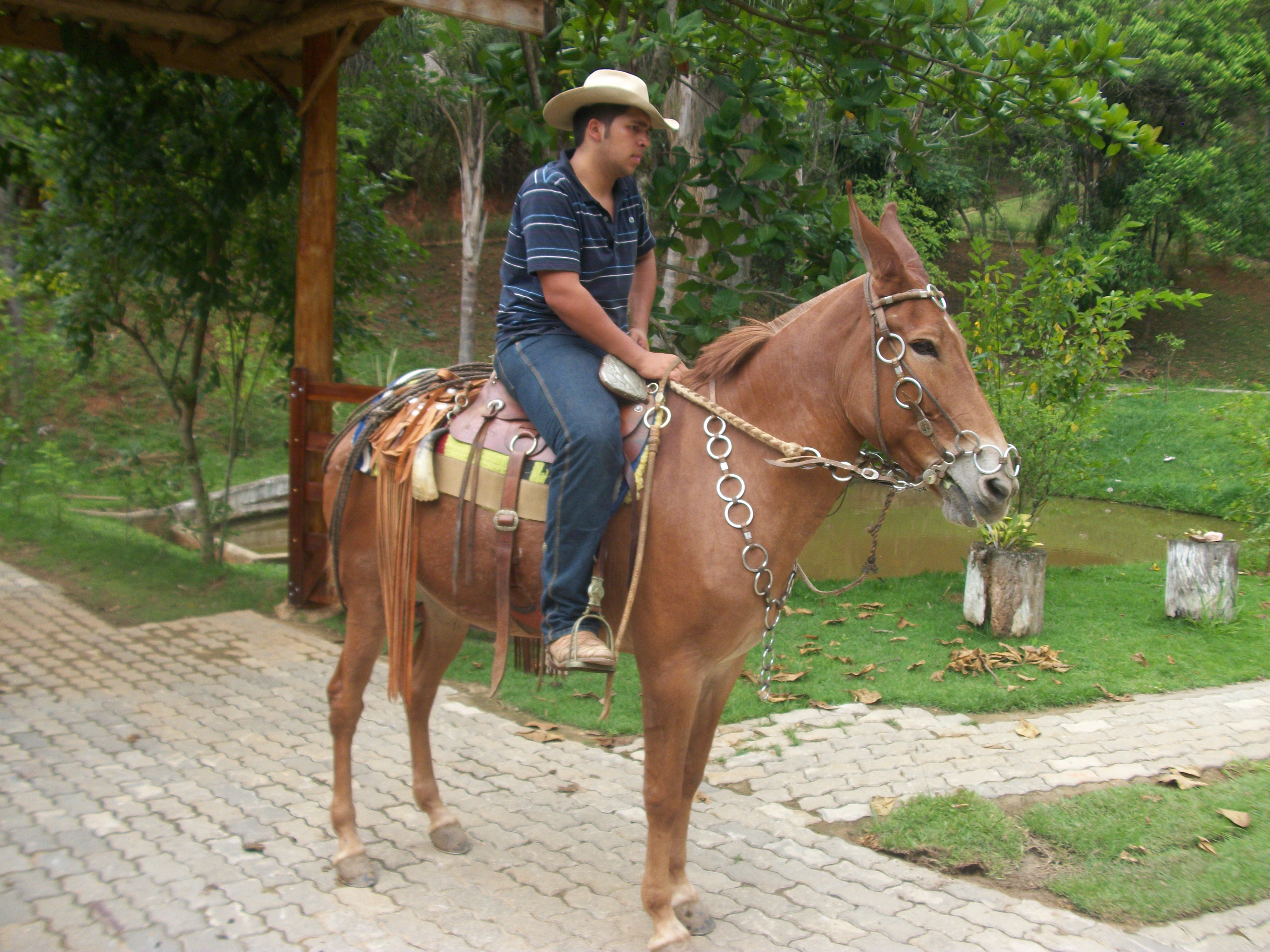 ALIANÇA