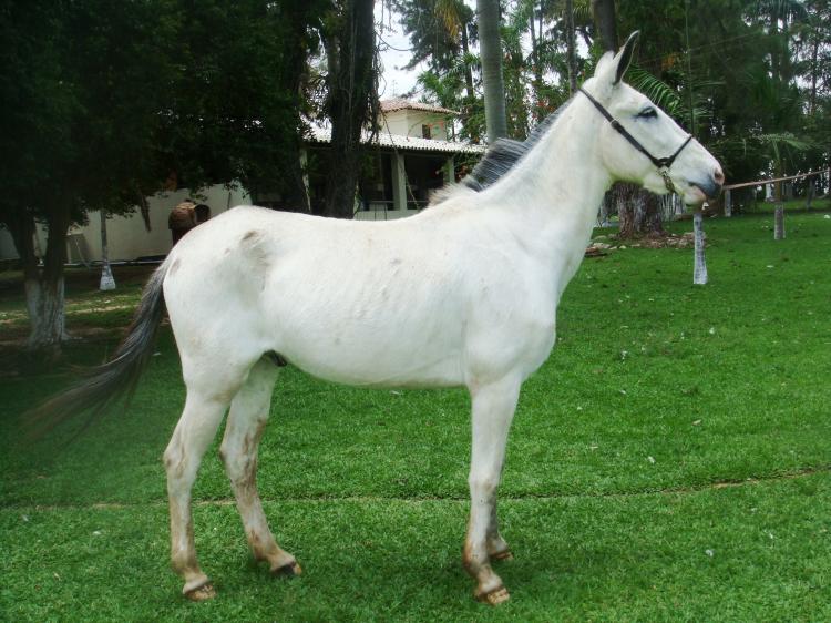 GRANFINO