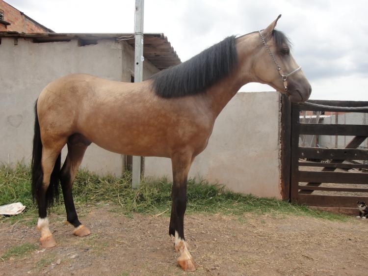 MARLEY DIAMANTE AZUL