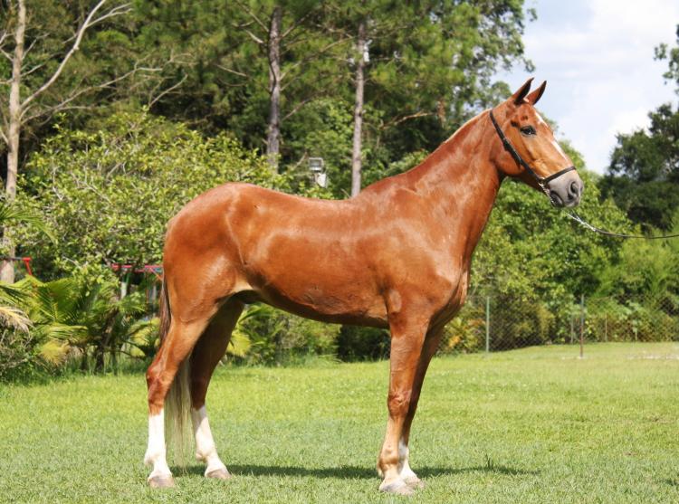 ALQUIMISTA DO RASF