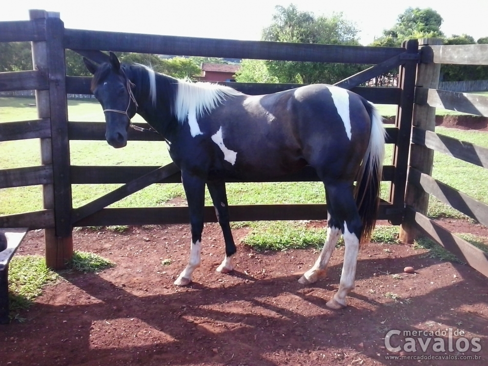 SAVANA APACHE