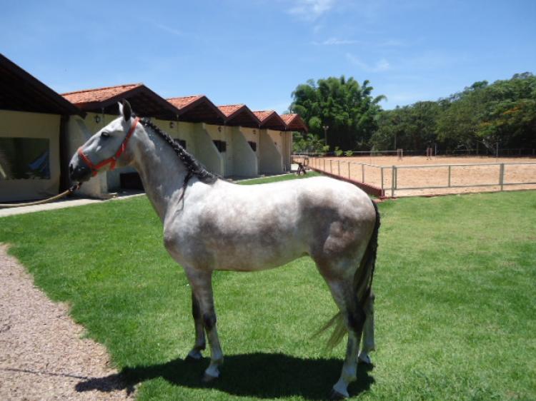 CALYPSO AS