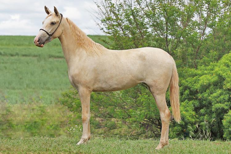 XUXA DO MONT SERRAT