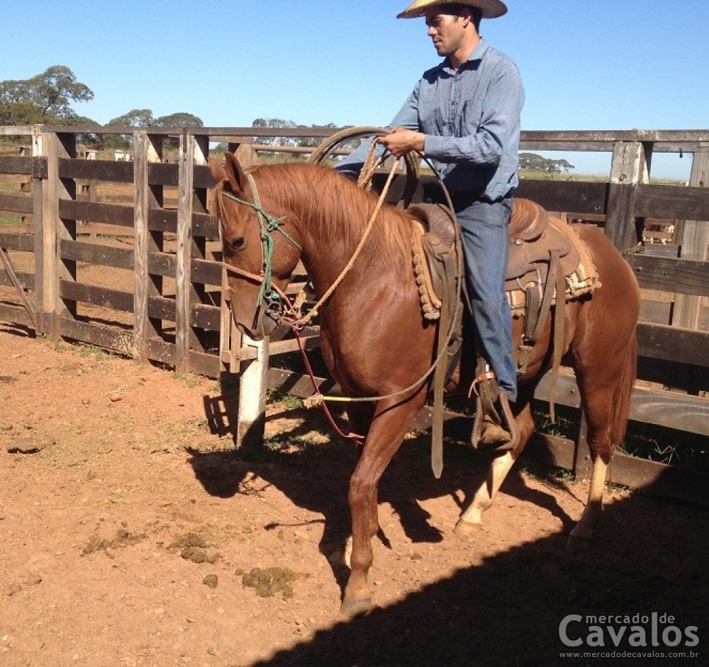 FRIEND PAR THREE (TEAM ROPING)