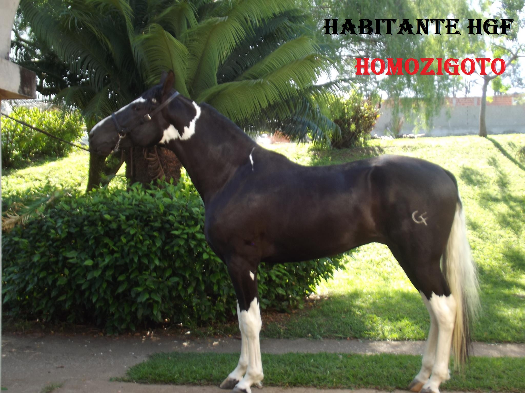 HABITANTE HGF