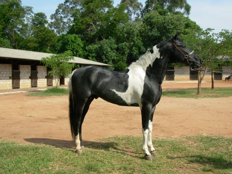 JAGUARÃO DO JAO