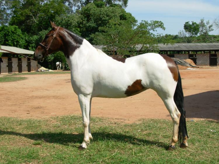 DARA DO DUPLOZ