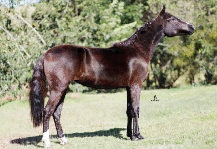 PÉROLA NEGRA AWM