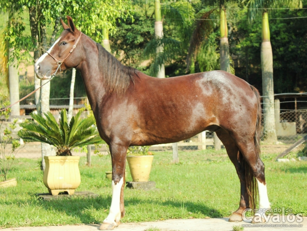 PAXÁ DO RASF