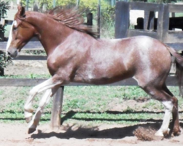 MUSTANG