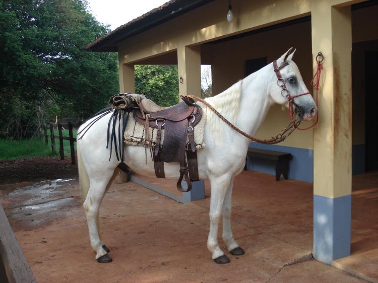 BEIJO DO GRANDE SERTÃO