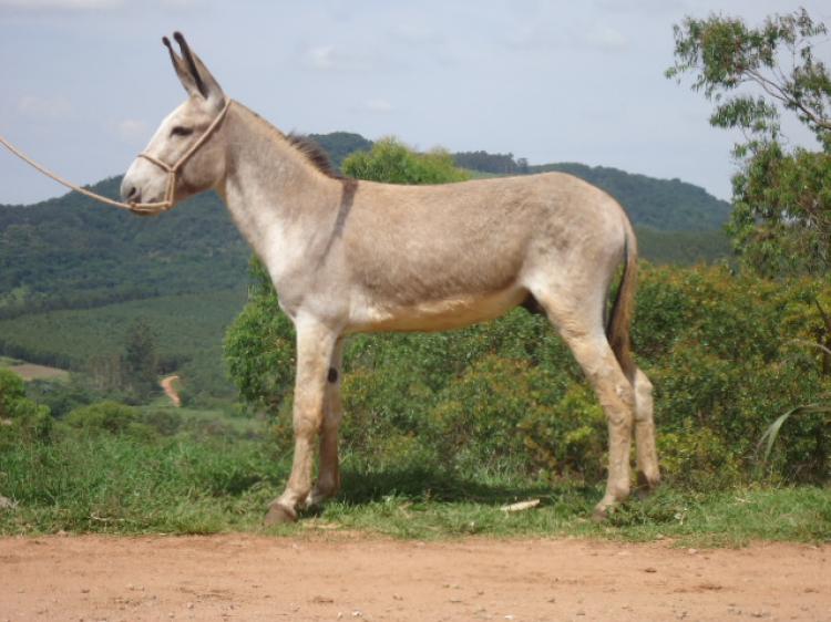 QUERUBIM