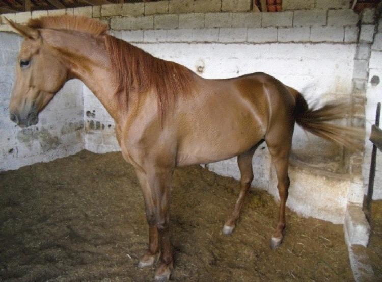 ICARO