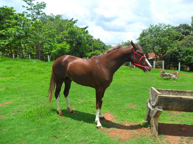 IMPERADOR