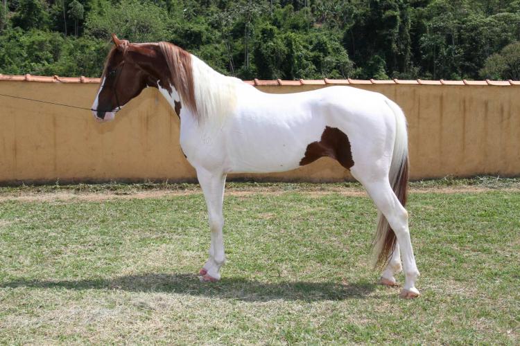 ATREVIDO DO HARAS IMPÉRIO