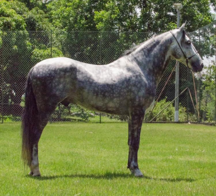 UNGARO DO RANCHO PABLO