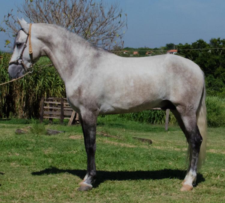 GITANO DO HARAS ALICE