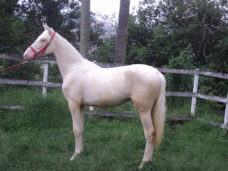 COLORADO DO LUTY
