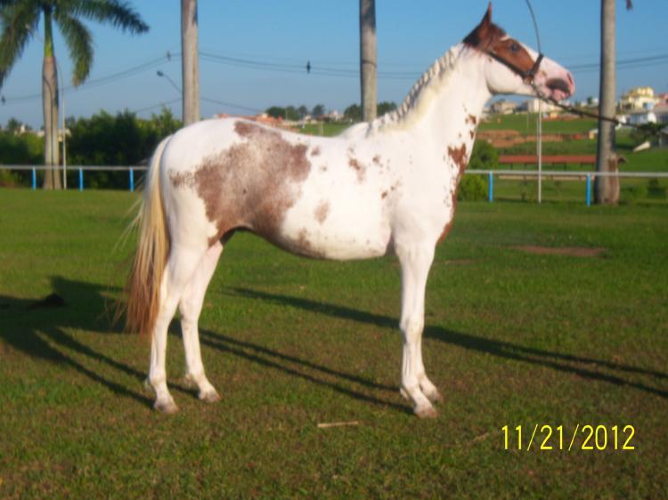 OSCAR RIO DAS PEDRAS