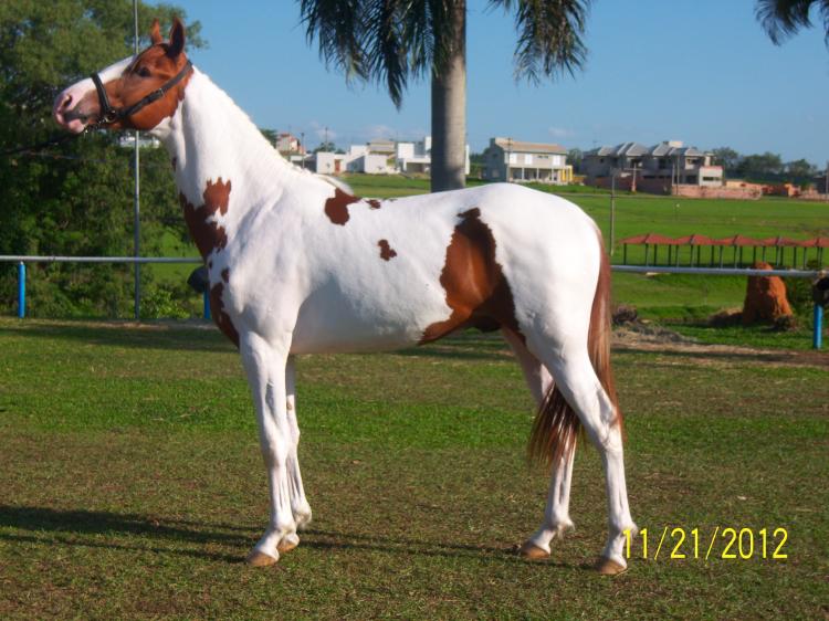 TIGRE WRP