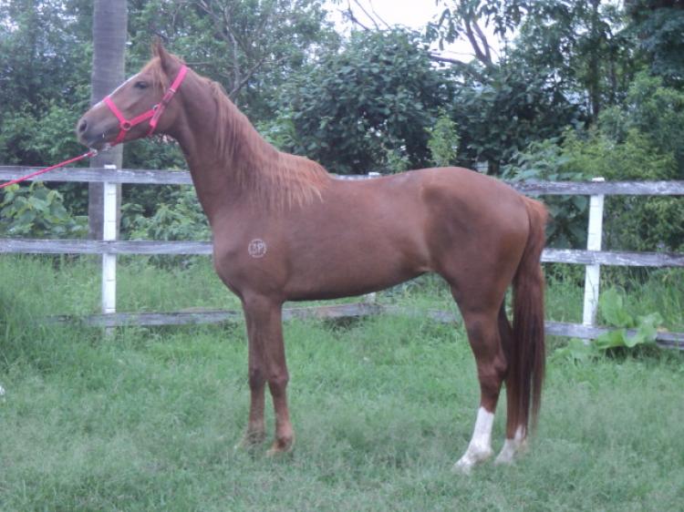 OLITA 3P