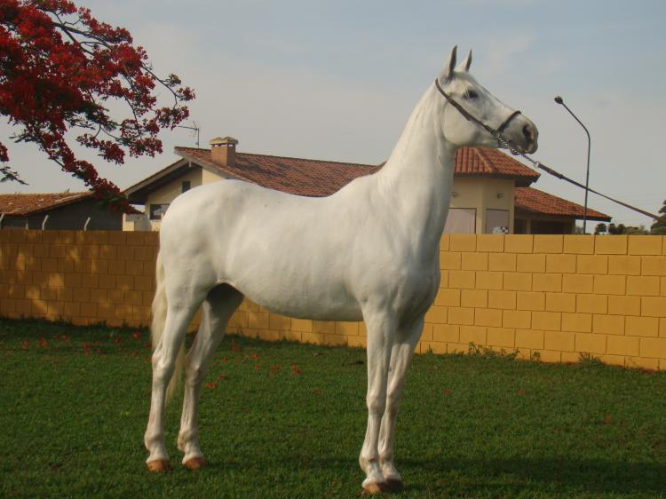 HARMONIA HJC