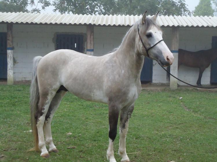 AX ELEGANTE