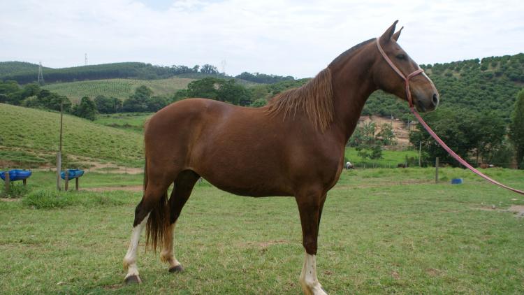 DOURADO