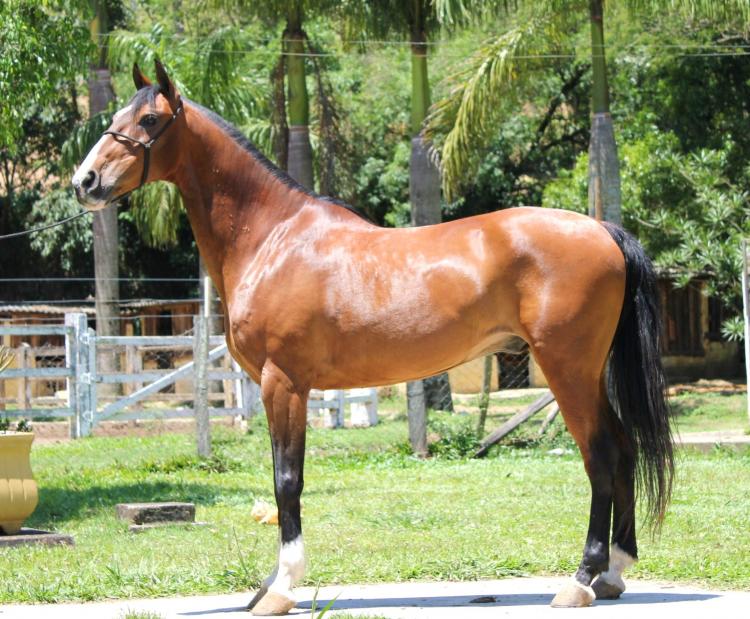 RALLY DO RASF