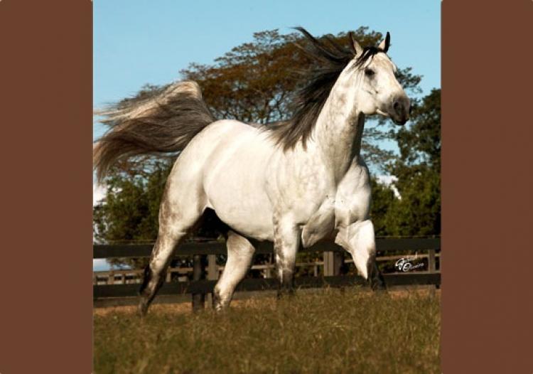 FIRST PRIZE MAN