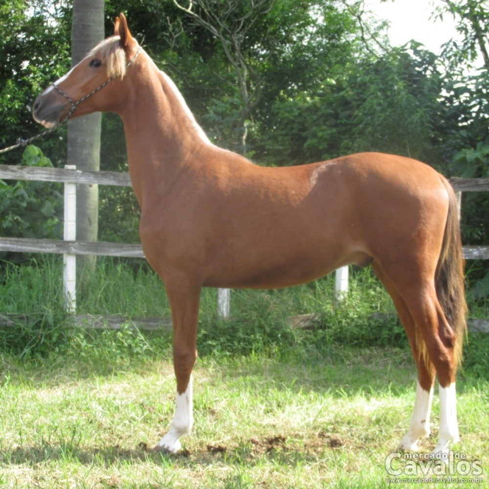 LUTERO NLB (TE)