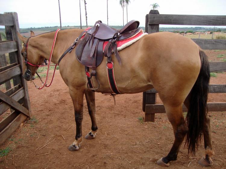 SAPECA DO CAMPARAL