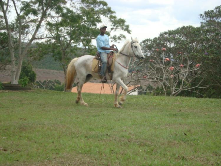JUJUBA