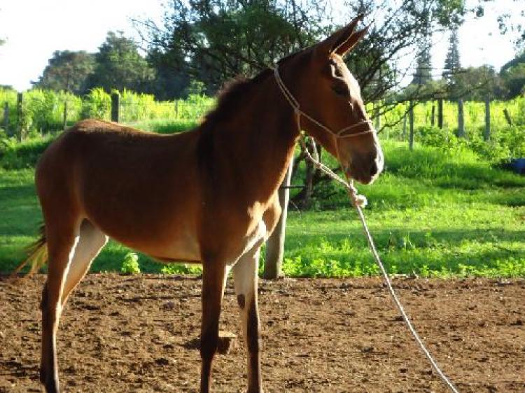 ESTRELA