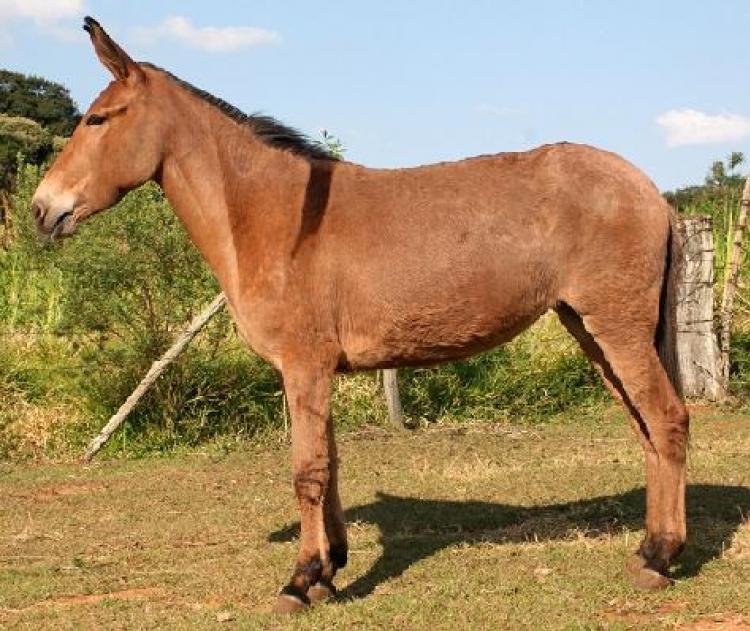 EUGÊNIO