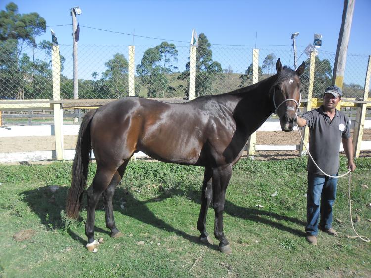MR APOLLO BRYAN