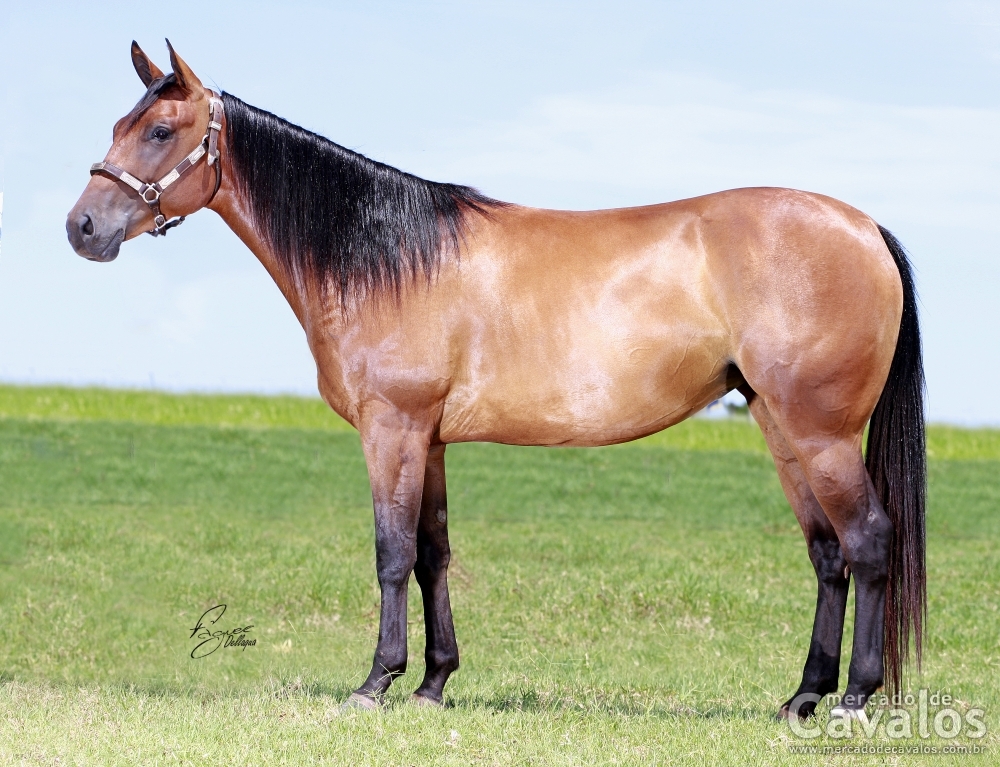 BAYLA HICKORY