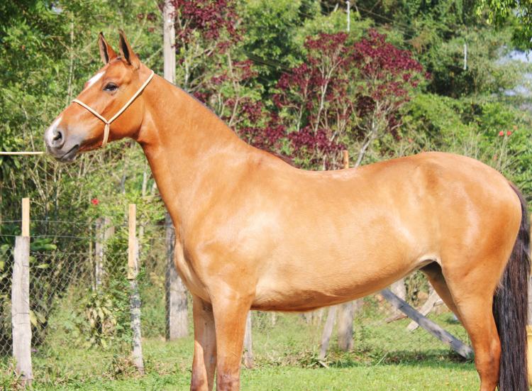 VAIDOSA DO RASF
